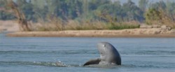 kratie-dolphin-cambodia